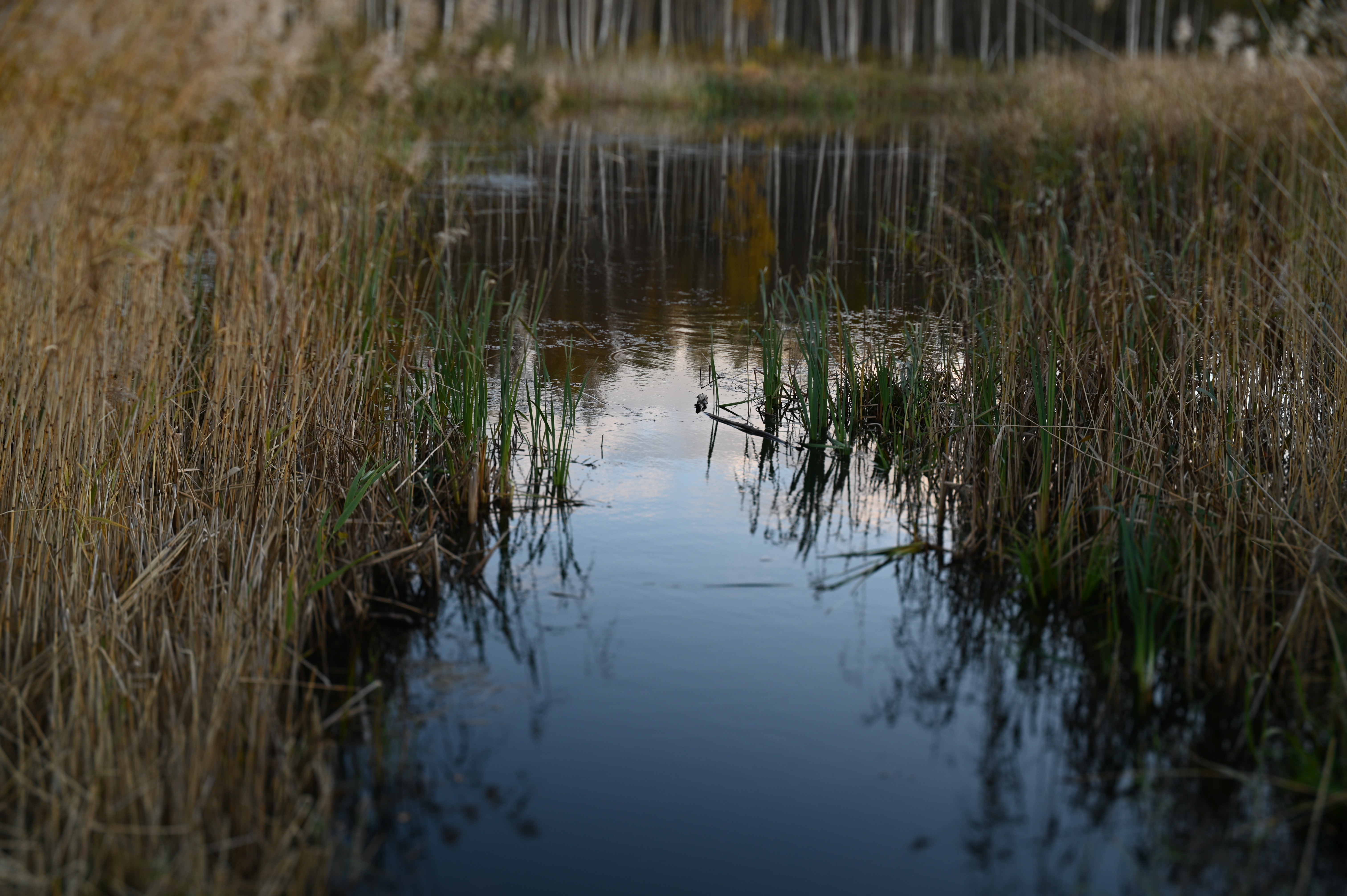 2025/10/18 - walk/DSC_0207.JPG